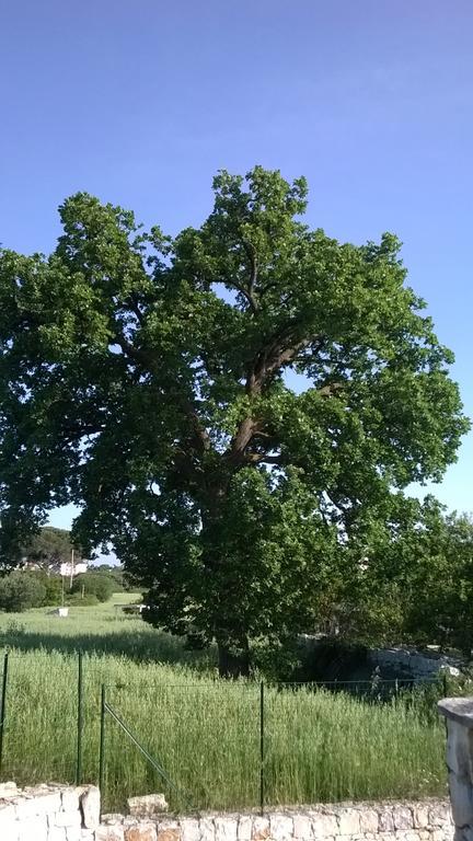 شقة Dimora Del Sole بوتينيانو المظهر الخارجي الصورة